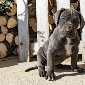 Blue Streak, Great Dane Puppy